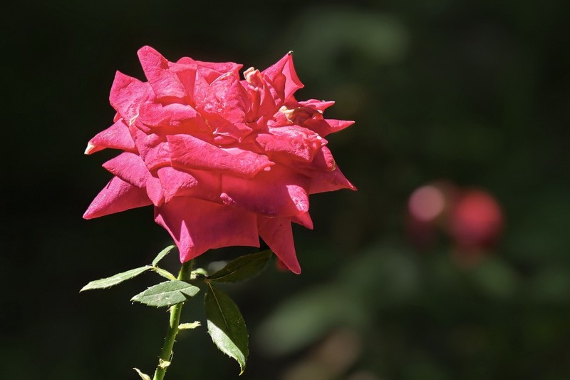 2026099 月 季 花