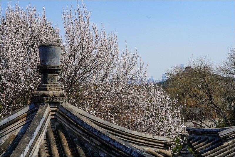 2026年第0210贴 - 北海公园桃花纪实（0321）