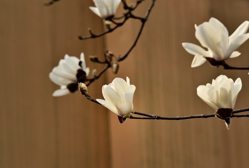 2026花卉植物赏析———玉兰花【2】