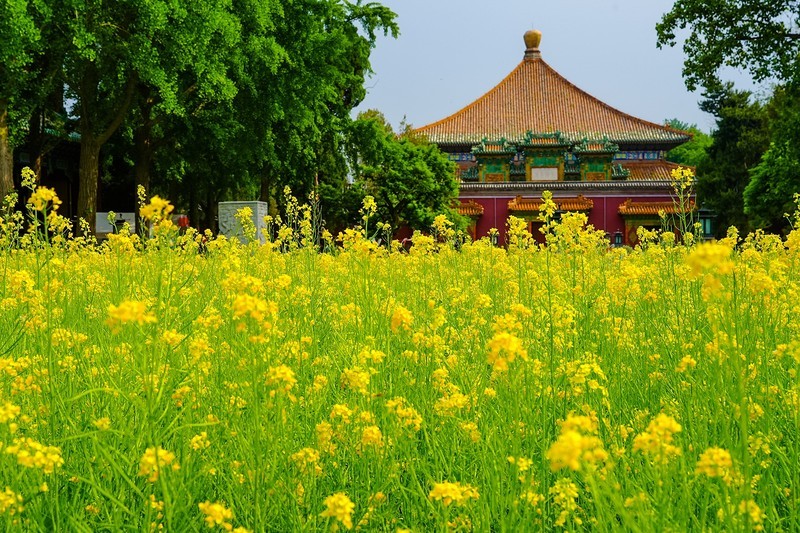 2026年第0401贴 -北海万佛楼油菜花（0611）