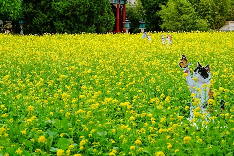 2026年第0402贴 -北海万佛楼油菜花（0611）