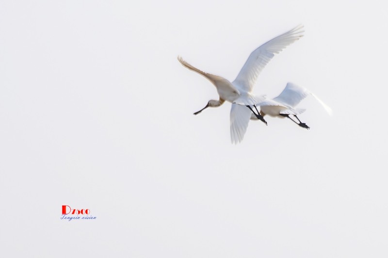 庄河鹭泊湖（79）