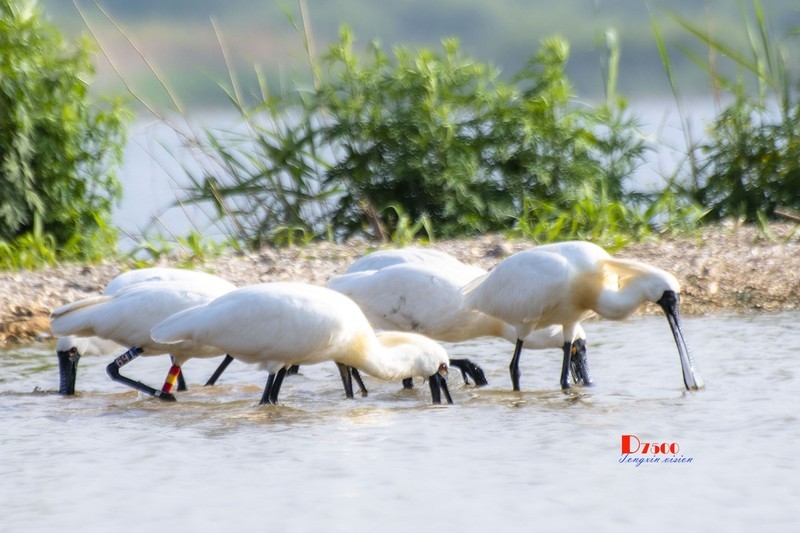 庄河鹭泊湖（79）