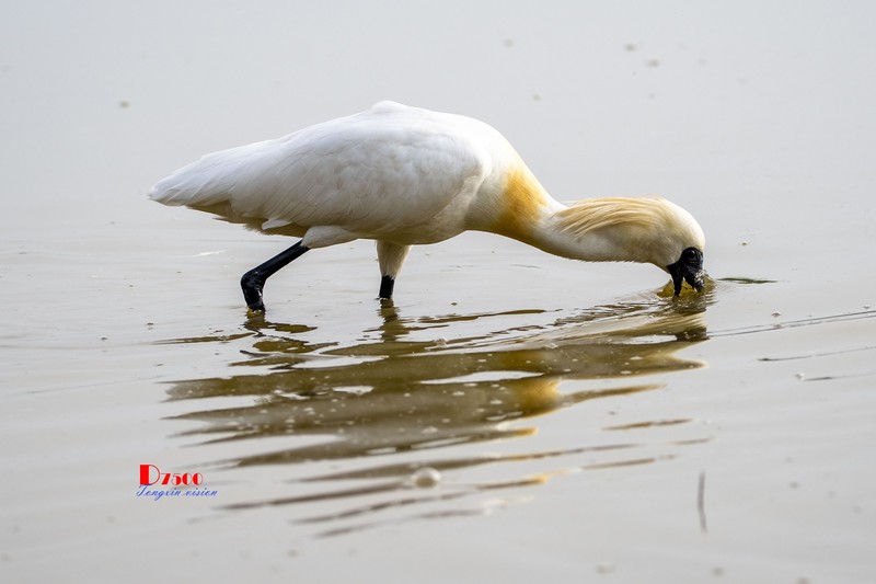 庄河鹭泊湖（79）