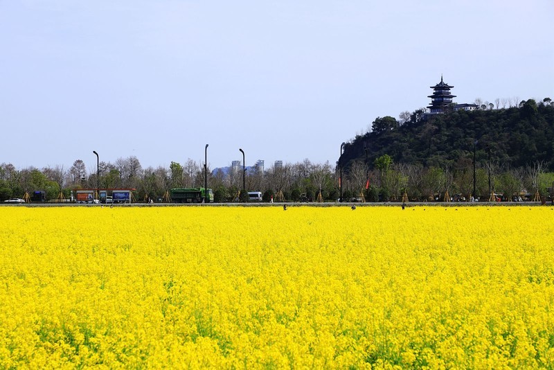 郭溪任桥村油菜花
