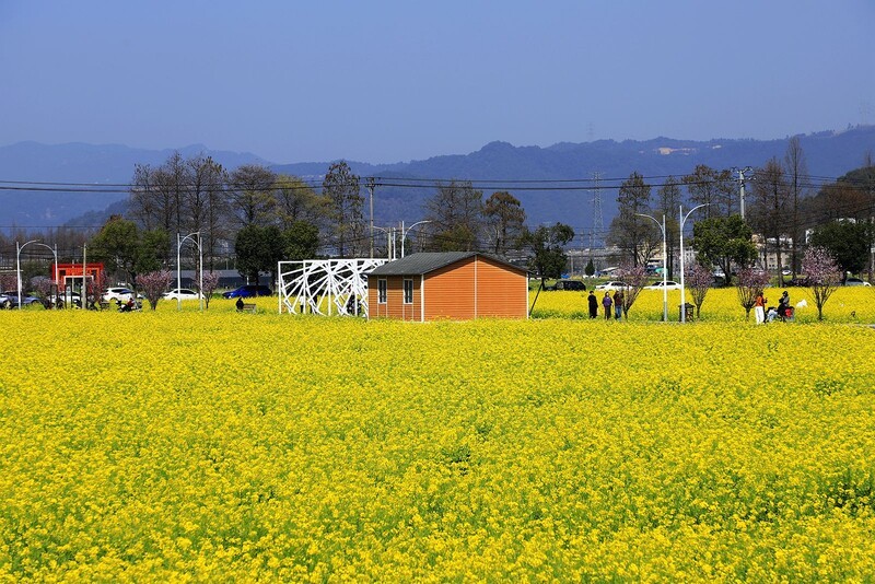 郭溪任桥村油菜花