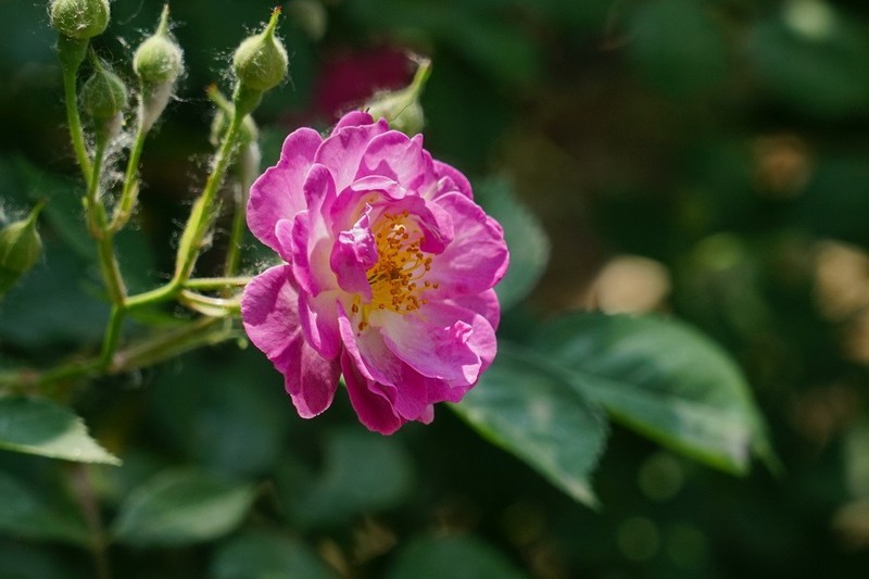 2026100 蔷微花