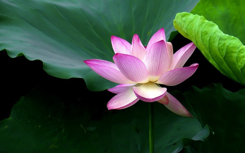 [26289] 流花湖的荷花（7）
