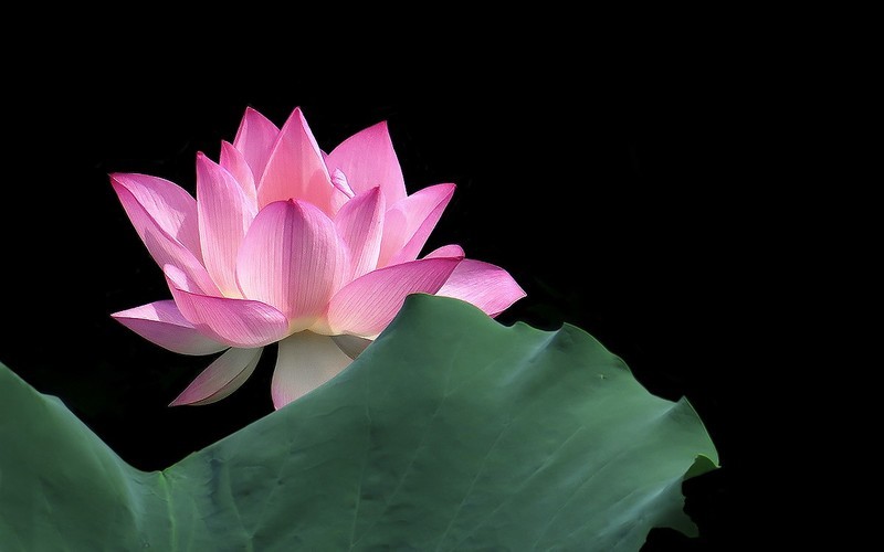[26289] 流花湖的荷花（7）
