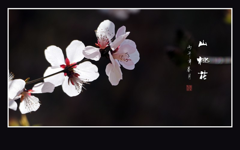 洁白漂亮的山桃花