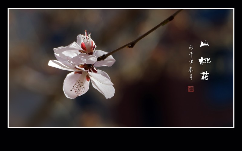 洁白漂亮的山桃花