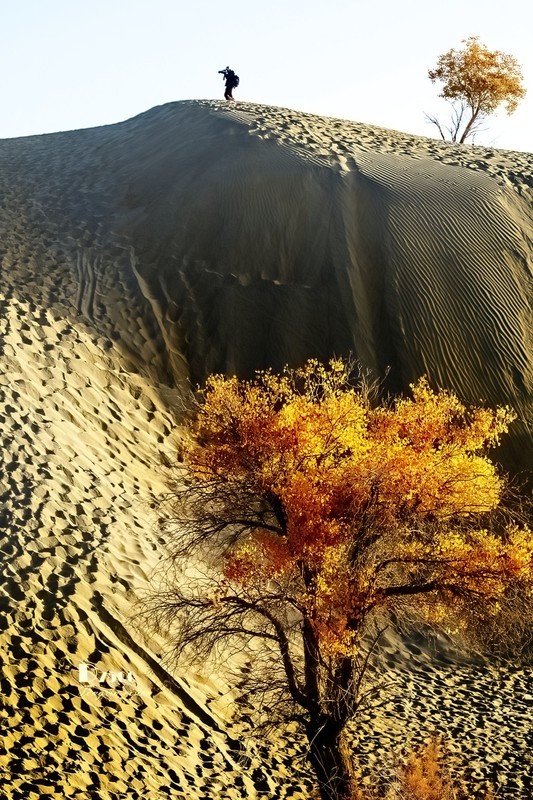 南疆行——尉犁葫芦岛的风景（11）