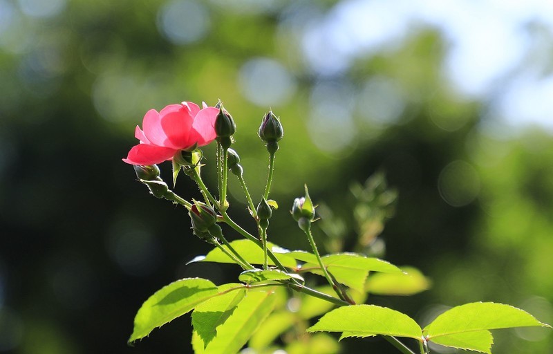 花卉(6)