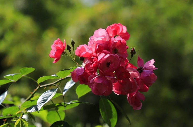 花卉(6)
