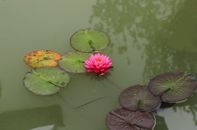 《睡莲花》