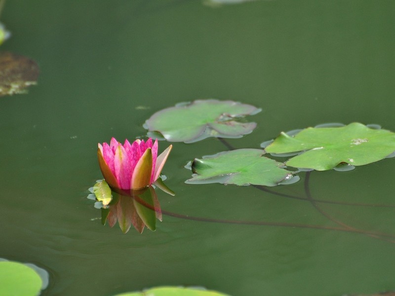 【视觉光影】荷 莲 悦 色（28）