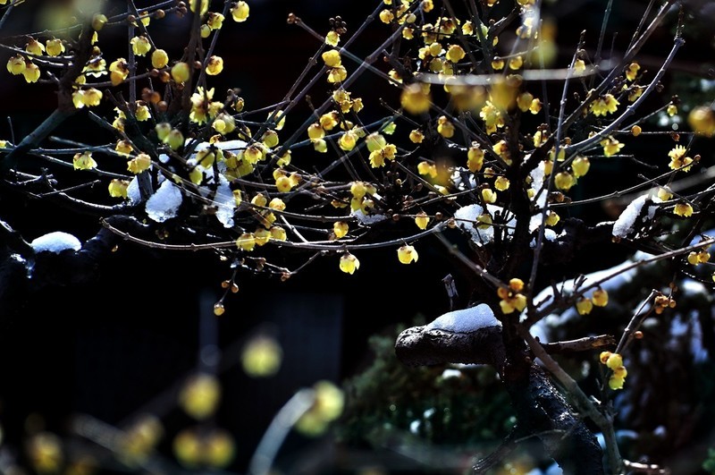 【视觉光影】踏雪寻梅 （3）