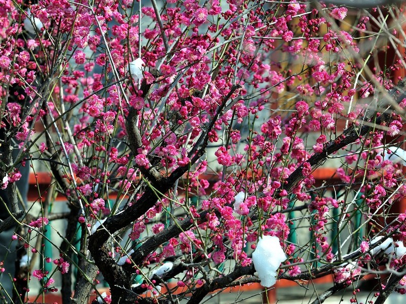 【视觉光影】踏雪寻梅 （3）