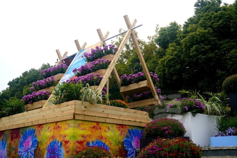 武汉市第42 届金秋菊展3