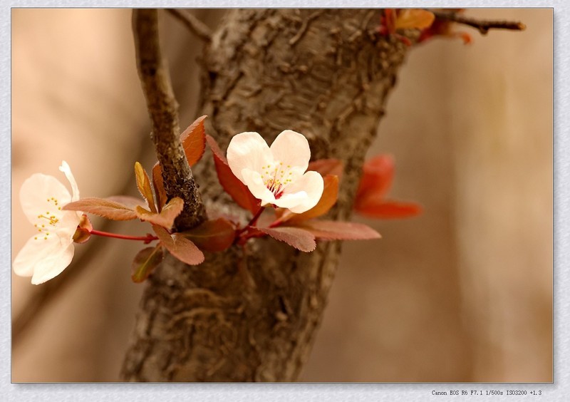 紫叶李【丙午年-038】