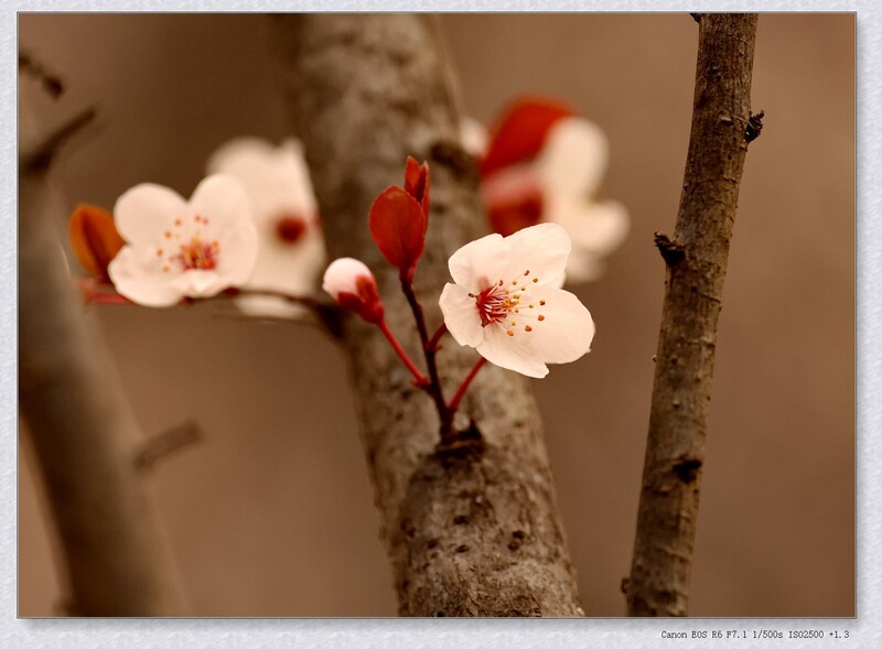 紫叶李【丙午年-038】