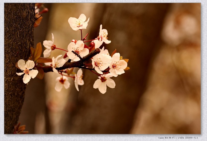 紫叶李【丙午年-038】