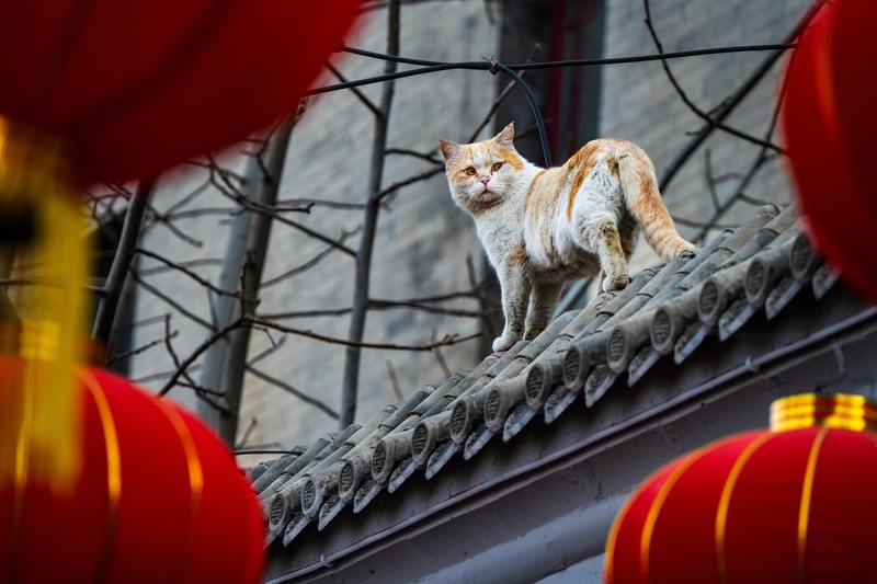 胡同里的猫