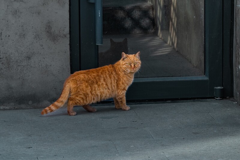 胡同里的猫