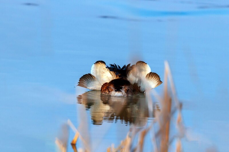 凤头??（piti）的爱情故事