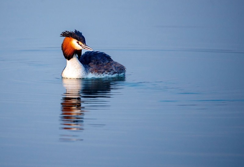 凤头??（piti）的爱情故事