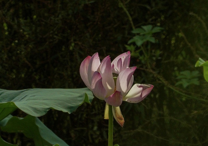 秋荷（13）