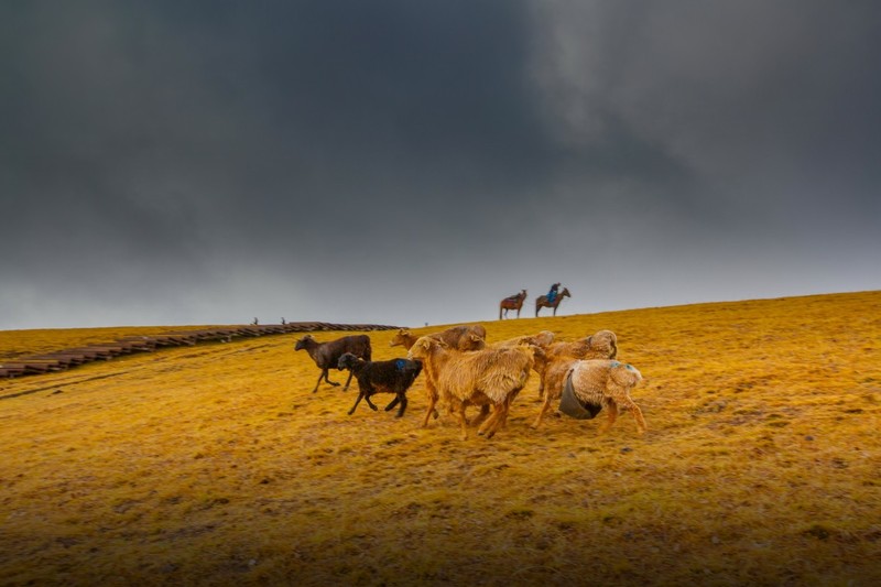 新疆喀拉峻草原 4