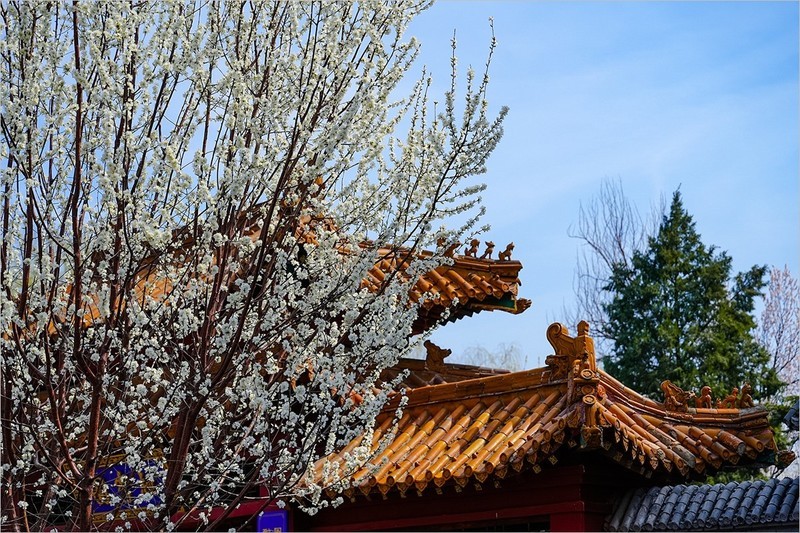 2026年第0212贴 - 天津桃花堤纪实拍（0323）