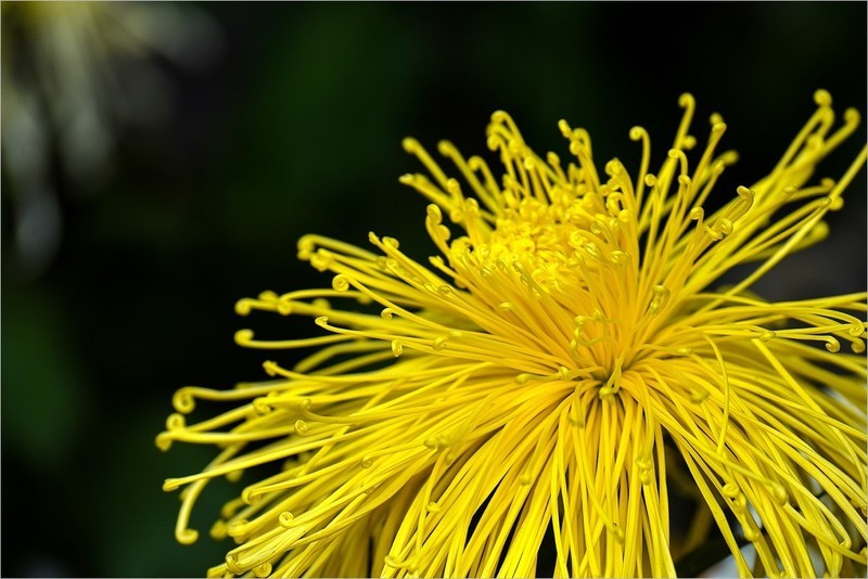 2025年第0755贴-北京公园菊花展（1101）