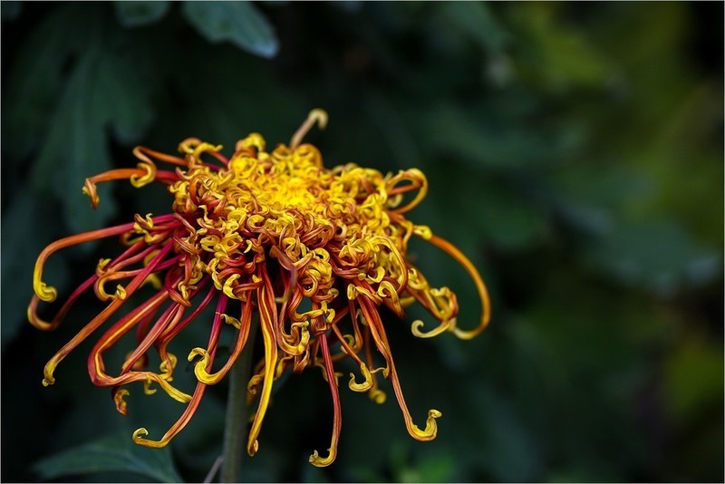 2025年第0755贴-北京公园菊花展（1101）