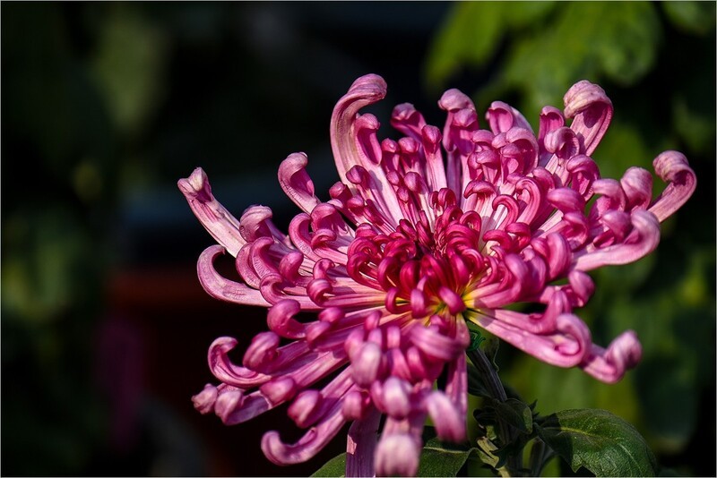 2025年第0753贴-北京公园菊花展（1101）