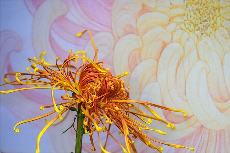 2025年第0753贴-北京公园菊花展（1101）