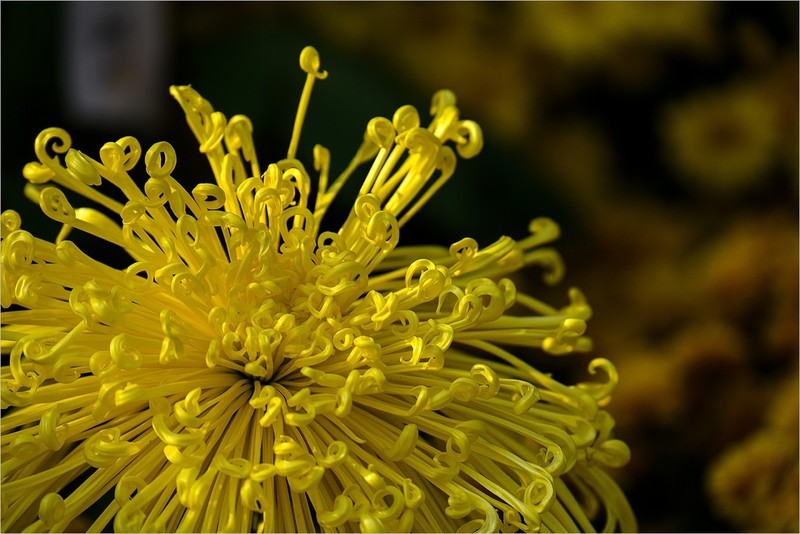 2025年第0753贴-北京公园菊花展（1101）