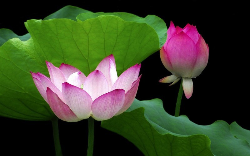 [26183] 荔湾湖的荷花（4）