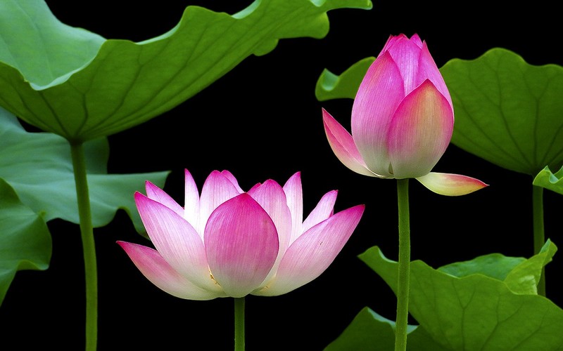 [26183] 荔湾湖的荷花（4）