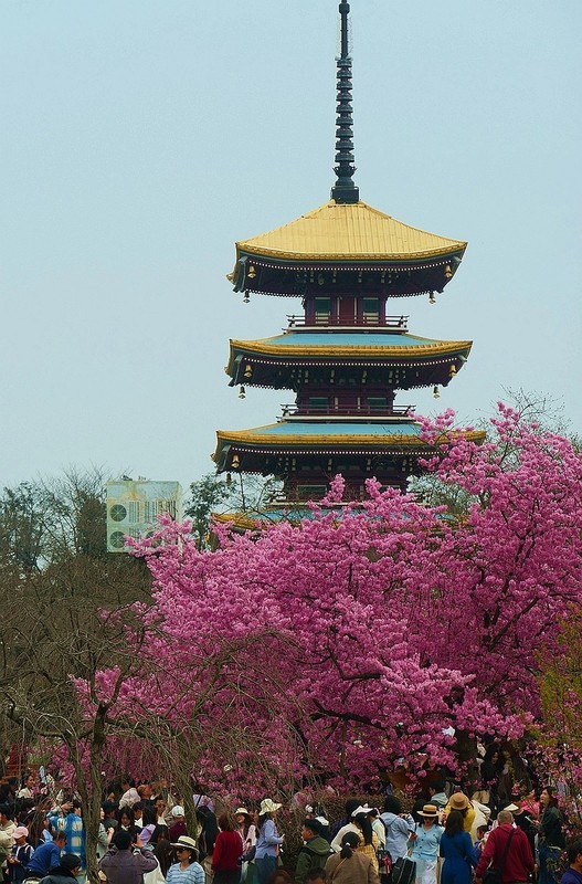 东湖樱花园（三）