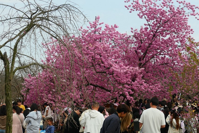 东湖樱花园（三）