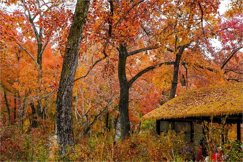 2025年第0883贴-苏州天平山红枫季旅拍（1221）