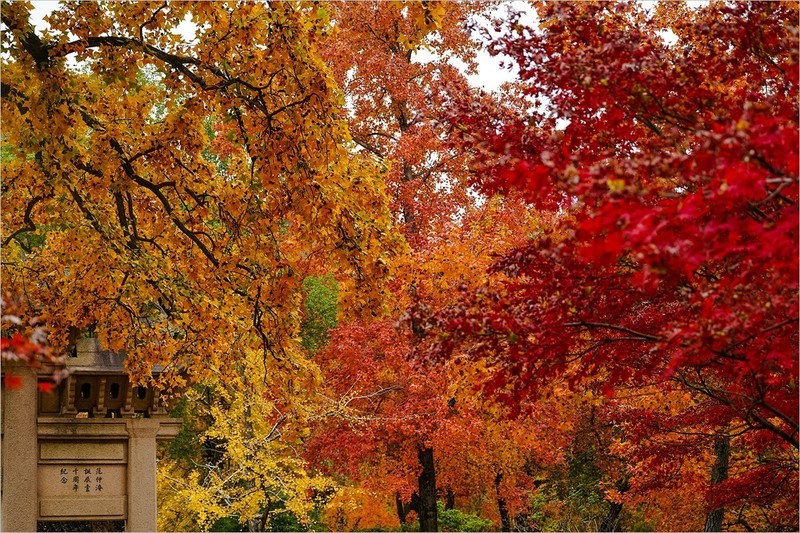 2025年第0883贴-苏州天平山红枫季旅拍（1221）