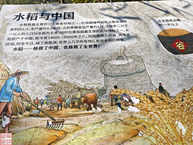 2025.3.19桂林龙脊平安梯田（29）