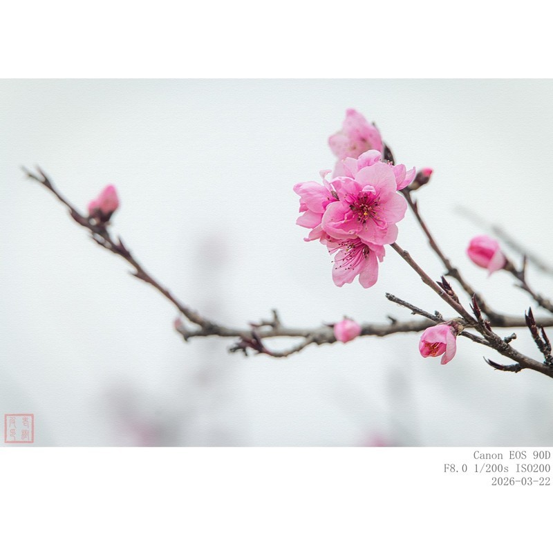 桃 花