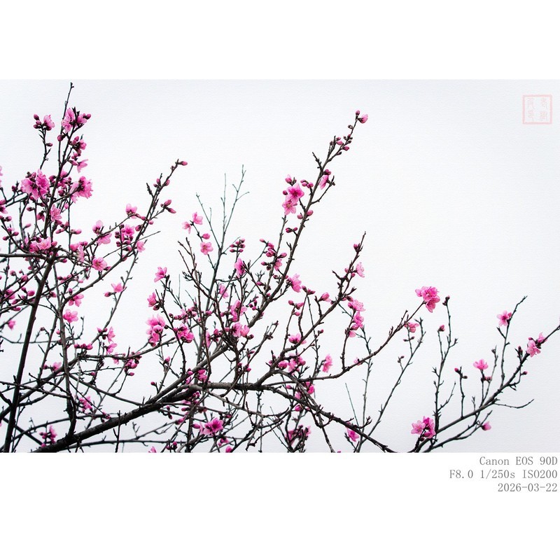 桃 花