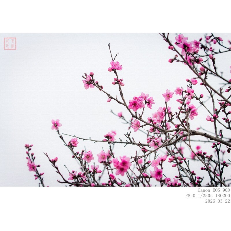 桃 花