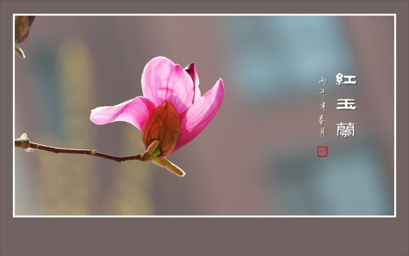 火炬般的红玉兰花