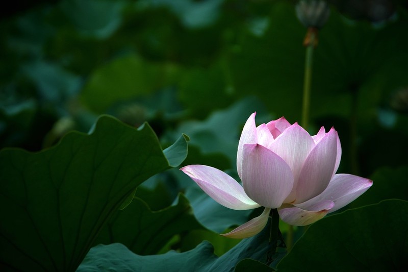 七月，宁波日湖寻美